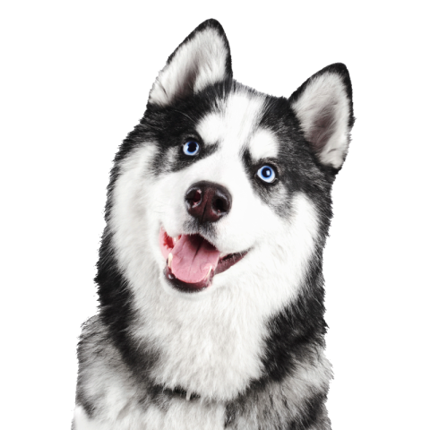 Husky png