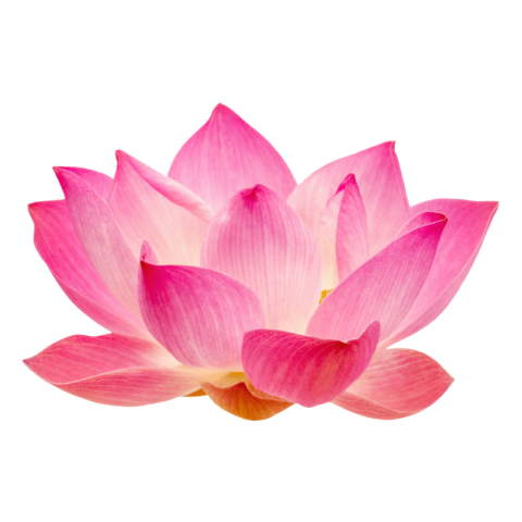 Lotus png images free