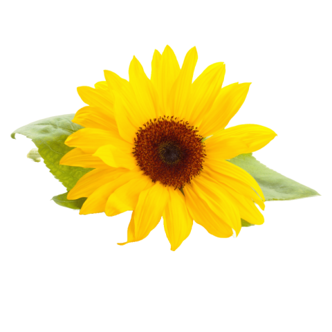 Sunflower png transparent free download