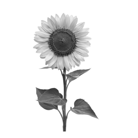 Sunflower png black and white