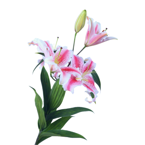 Lilium png download