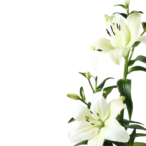 White lily flower png