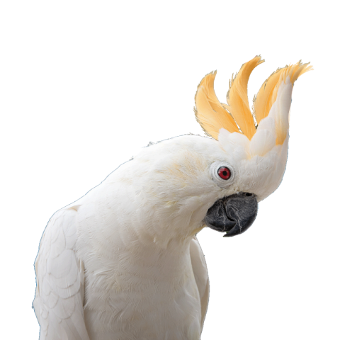 Parrot png free download
