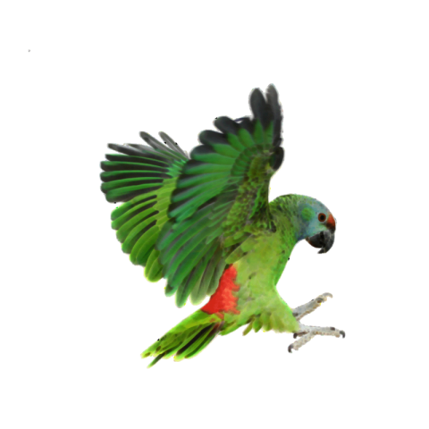 Flying beautiful green parrot png