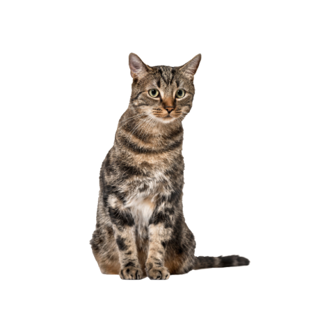Cat png image download
