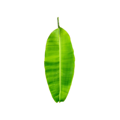 Banana leaf png