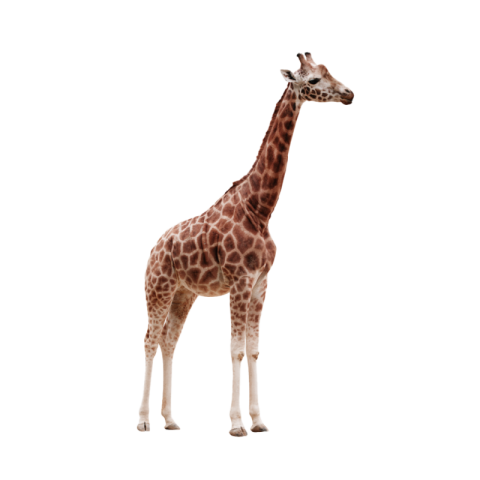 Giraffe png