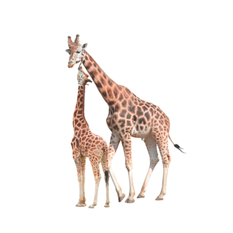Giraffe png transparent