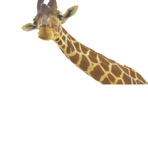Transparent background giraffe png