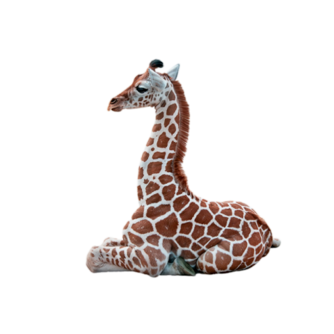 Transparent giraffe png