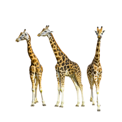 Giraffe png transparent image free download