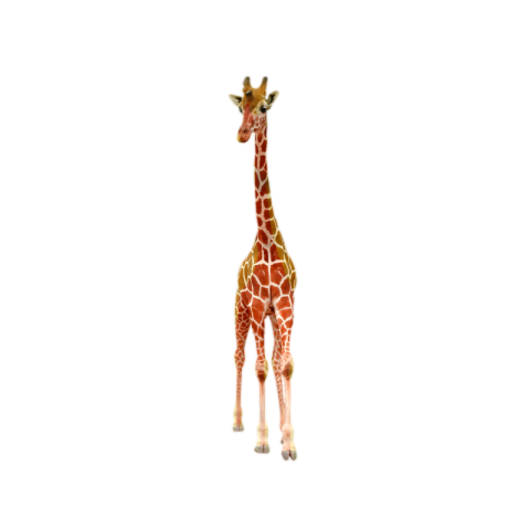 Giraffe png transparent images download