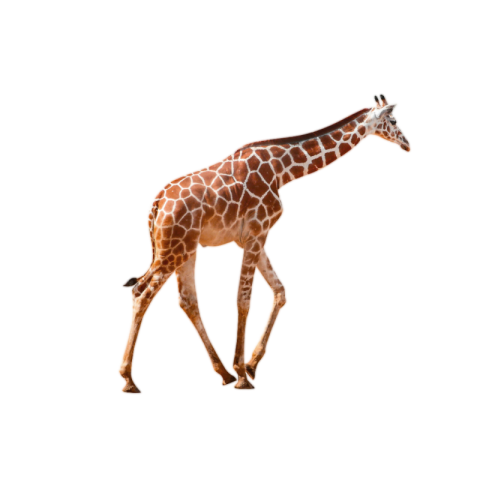 Giraffe png transparent images download free
