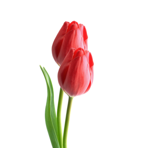 Tulips png transparent images free download