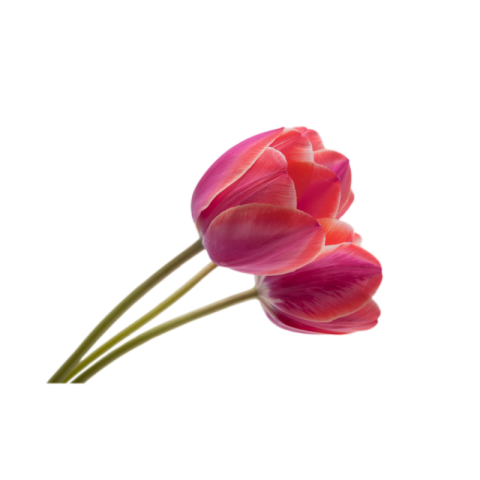 Red tulips png transparent