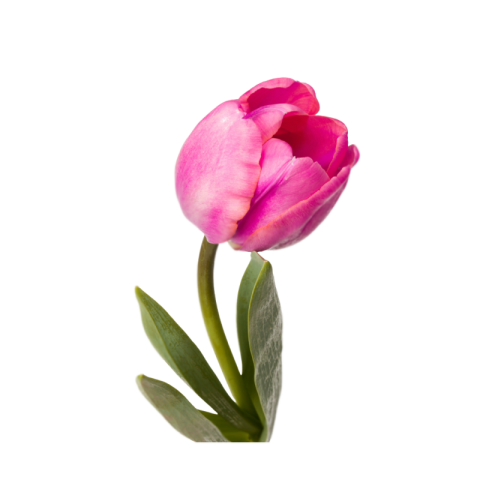 Pink tulips png transparent