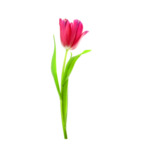 Tulip flower png images