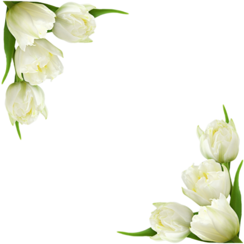 White tulip flower png image free download