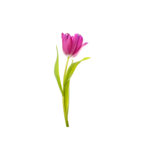 Pink tulip png transparent