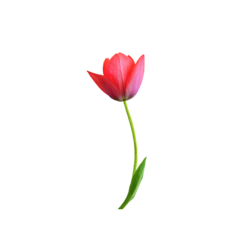 Tulip flower png transparent image download