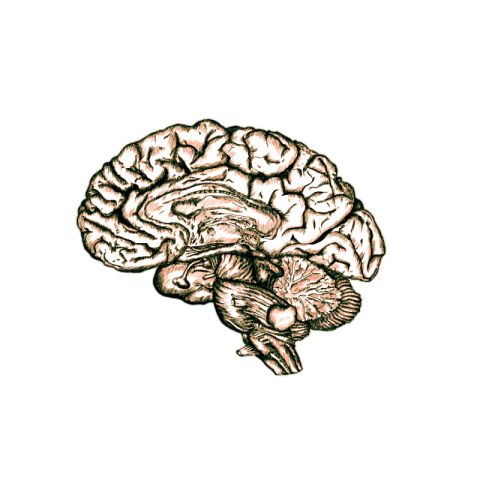 Brain png