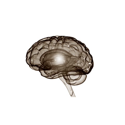 Brain png transparent