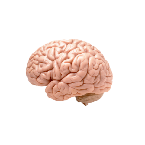 Transparent brain png