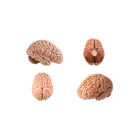 Human brain png transparent