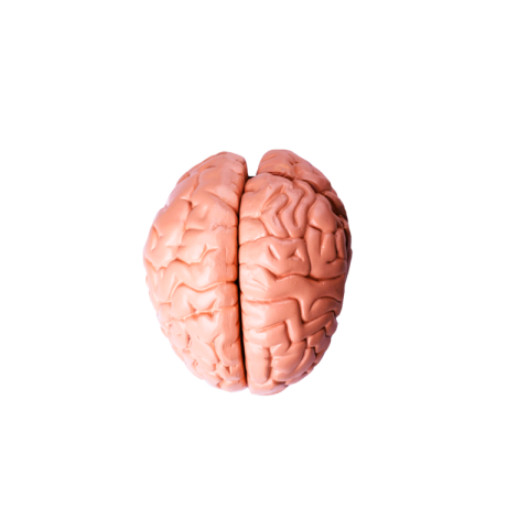 Brain png transparent free download