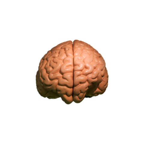 Brain png transparent download