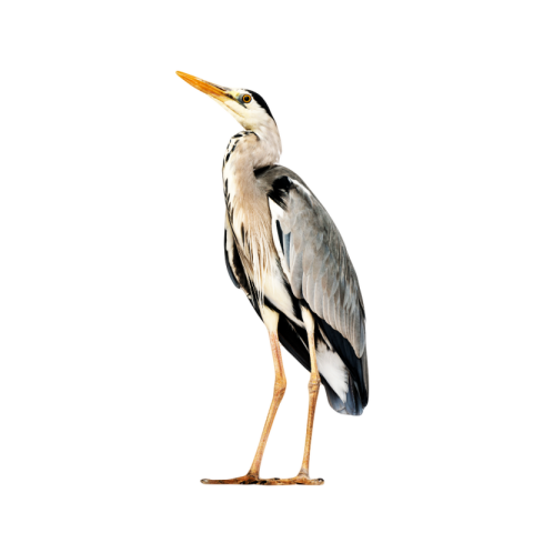 Heron png