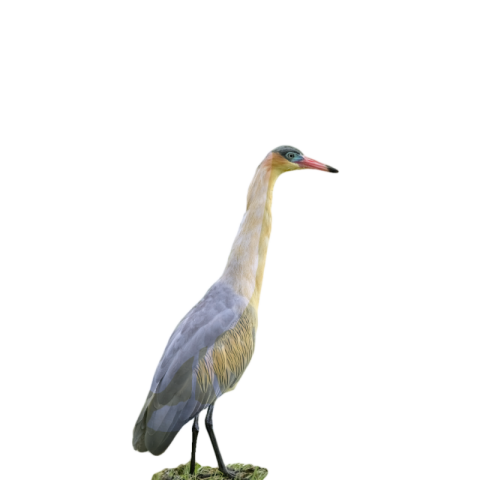 Transparent heron png