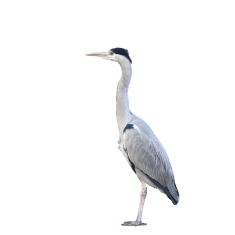 Grey heron png transparent