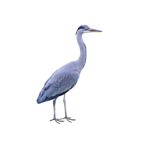 Blue heron png