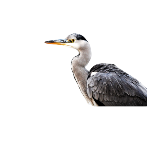 Transparent heron png image free download