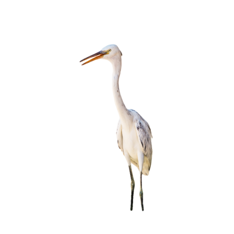 White heron png transparent images download