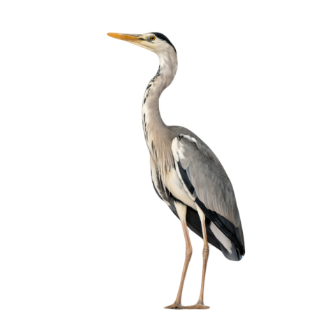Grey heron png free download