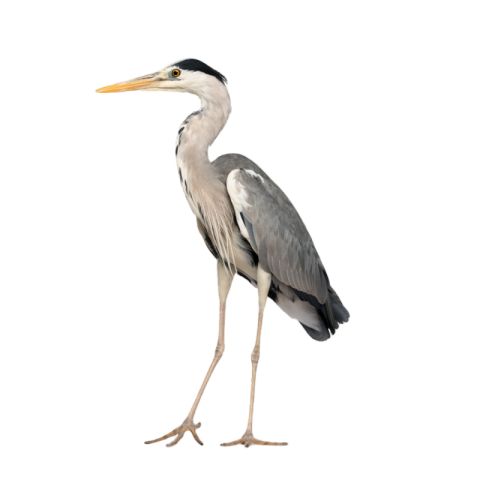 Grey heron png download