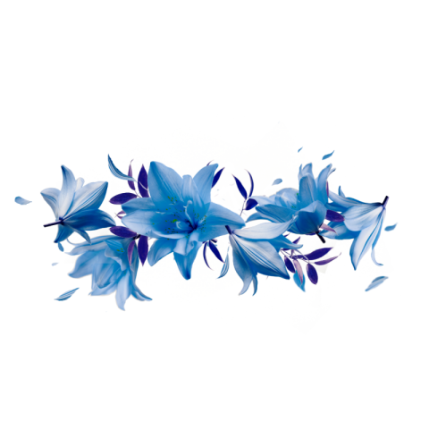 Lily flower png