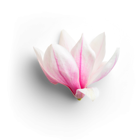 White lily flower png free download