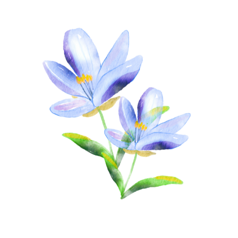 Blue lily flower images