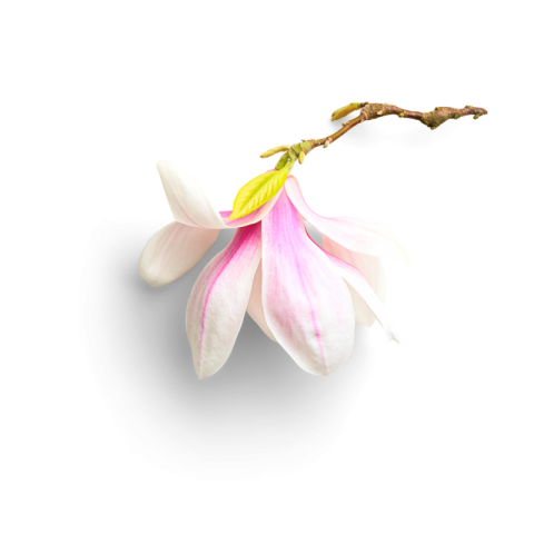 White lily flower png images download