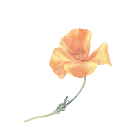 Yellow lily flower png images download