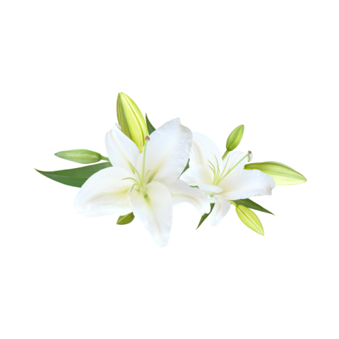 White lily flower png transparent