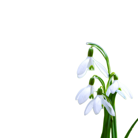 White lily flower png background