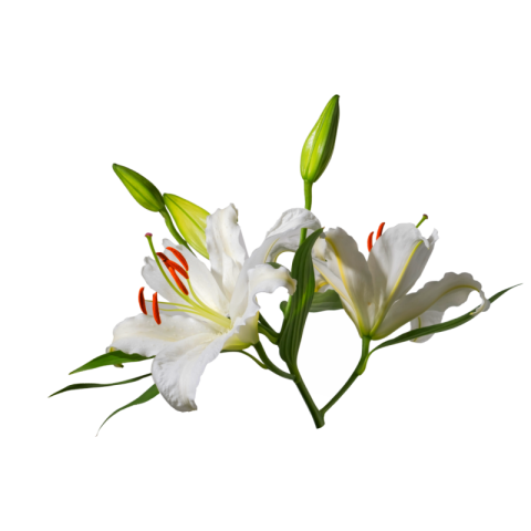 White lily flower png free download