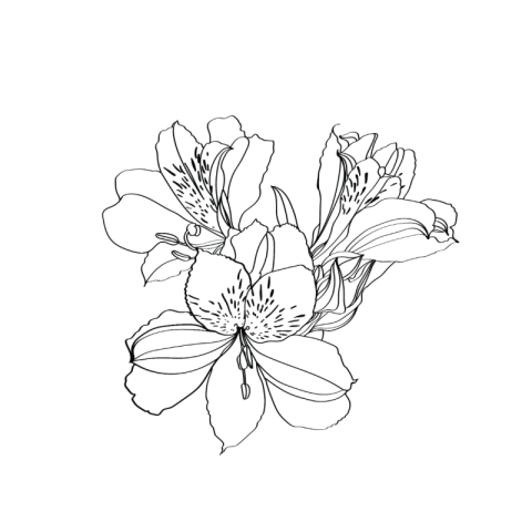 Lily drawing png images