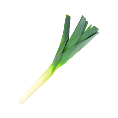 Onion leaves png