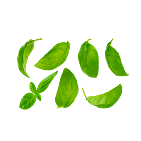 Leaf png