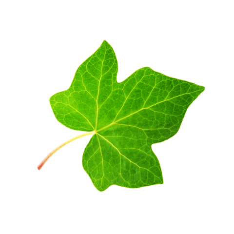 Leaf png transparent